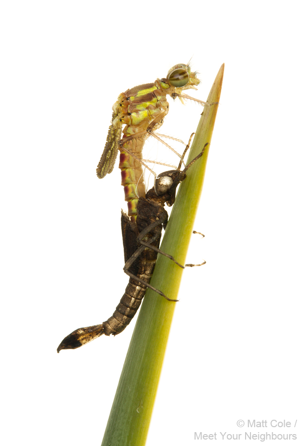 MYN Large Red Damselfly emergence 5